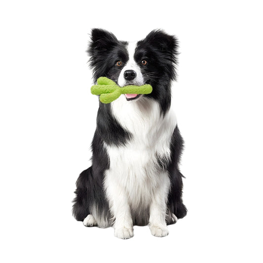 Black and white Border Collie holding a green cactus-shaped chew toy, showing pet